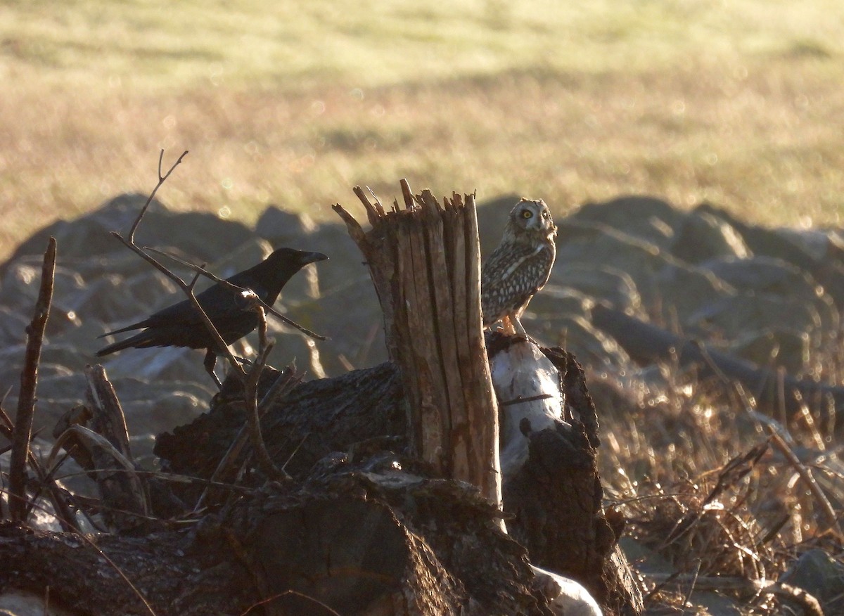 Sumpfohreule - ML646863700