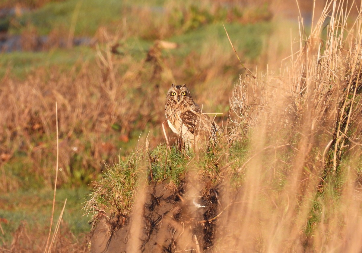 Sumpfohreule - ML646863704