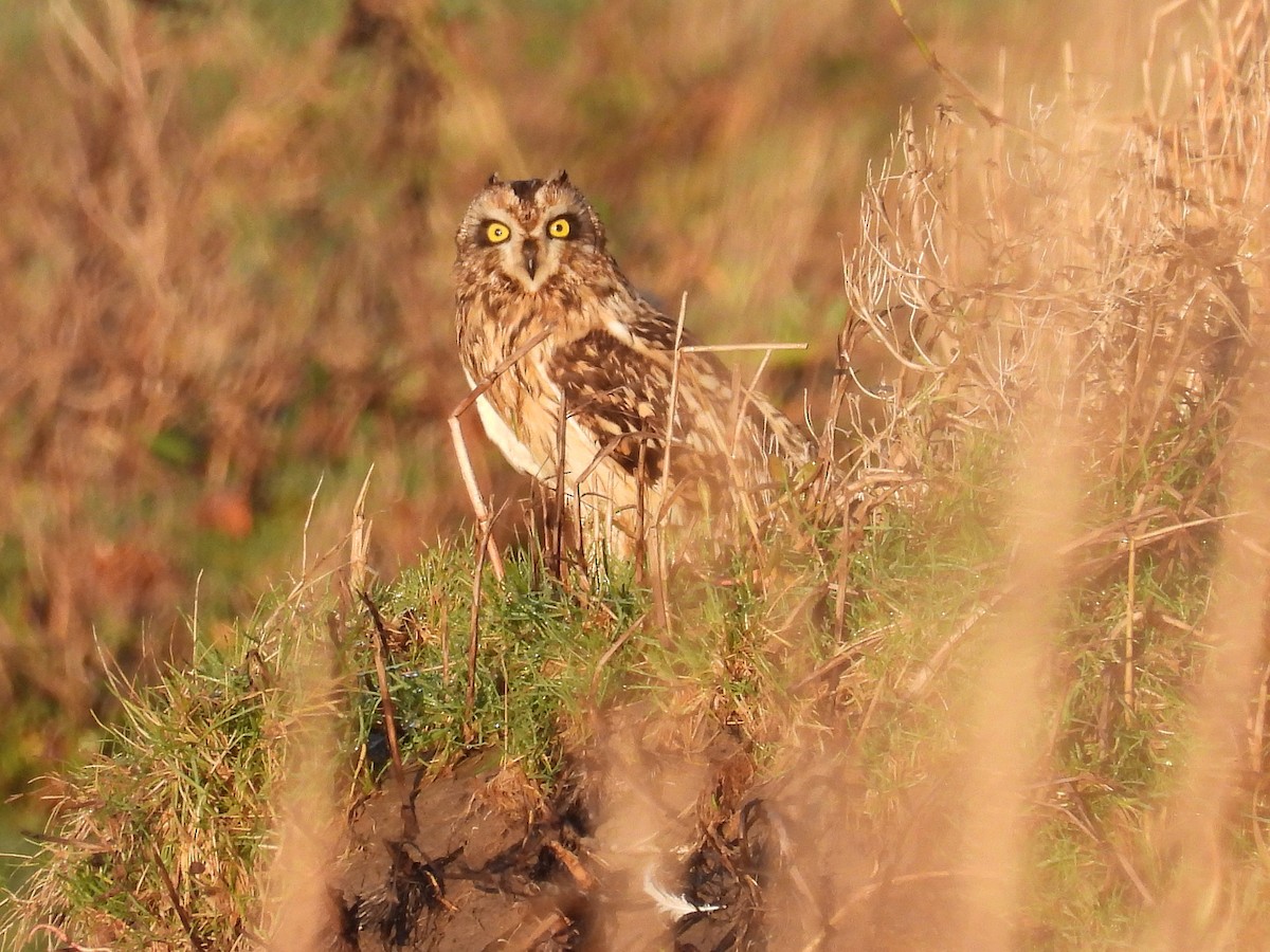 Sumpfohreule - ML646863705