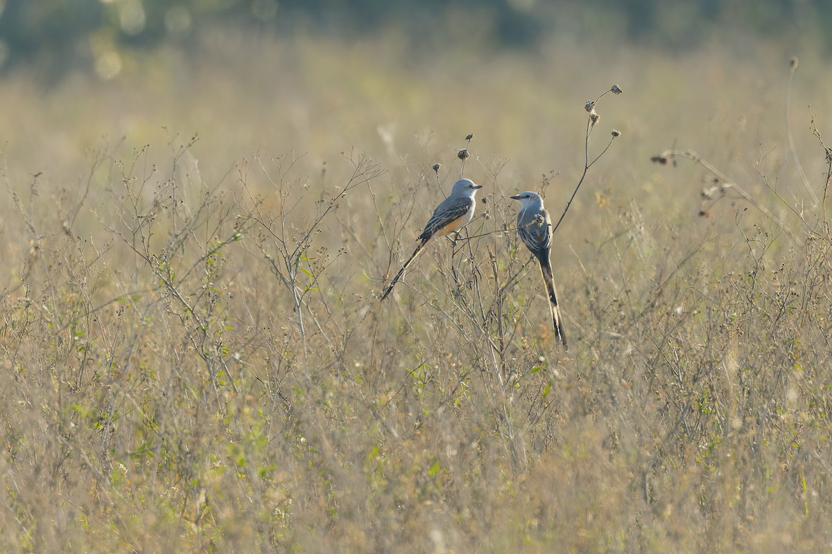 Scissor-tailed Flycatcher - ML646863708
