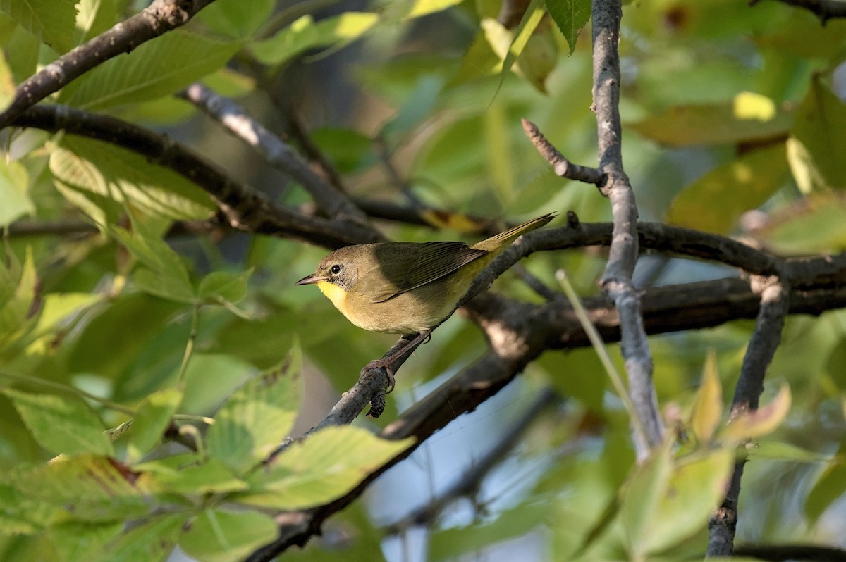 Common Yellowthroat - ML646863709