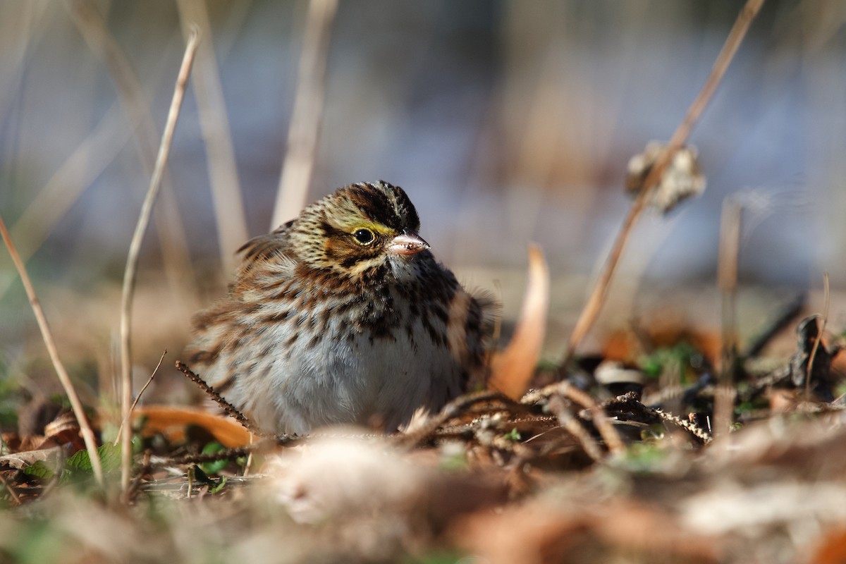 Savannah Sparrow - ML646863710