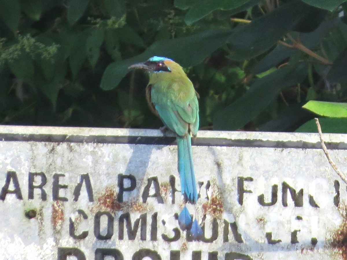 Momoto Rojizo - ML646863711