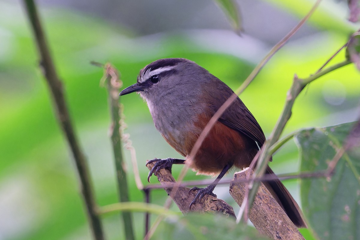 Чагарниця кералайська - ML646863713