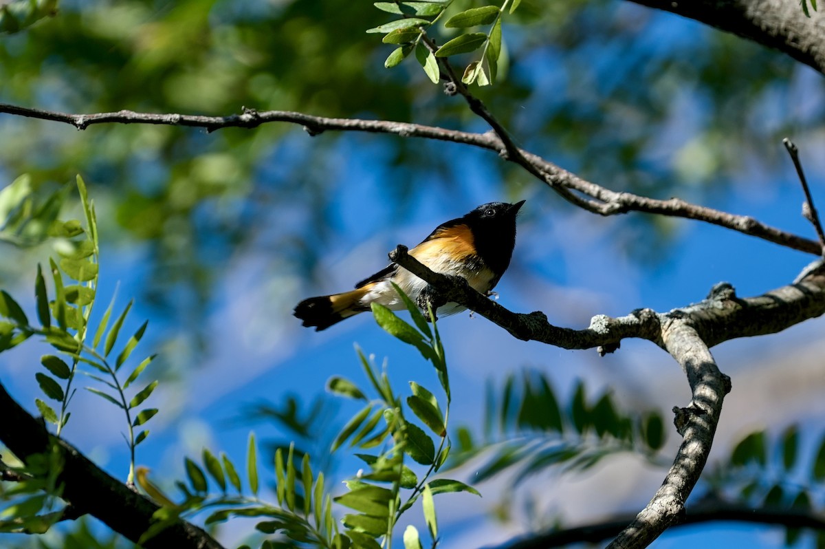 סבכון חכלילי - ML646863714