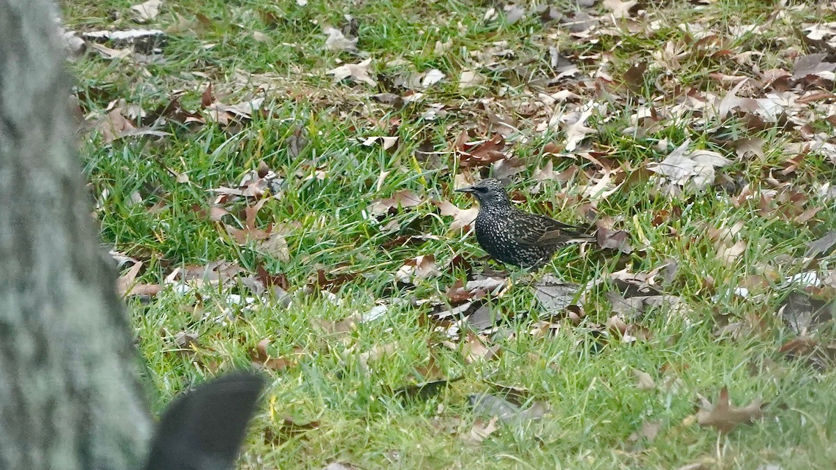 Шпак звичайний - ML646863716