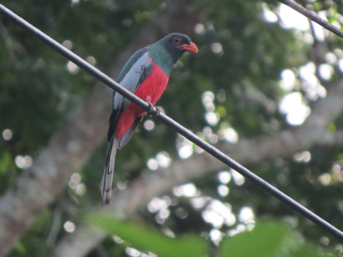 Trogón Grande - ML646863717