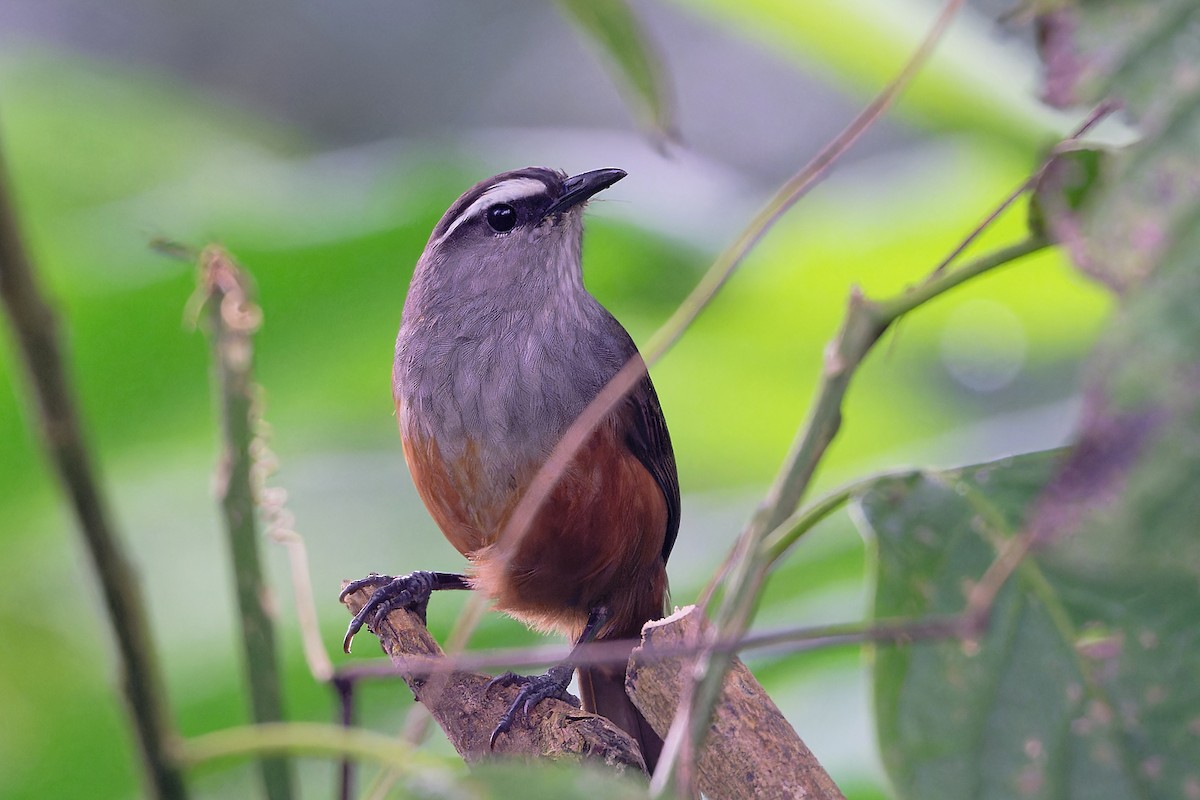 Чагарниця кералайська - ML646863718