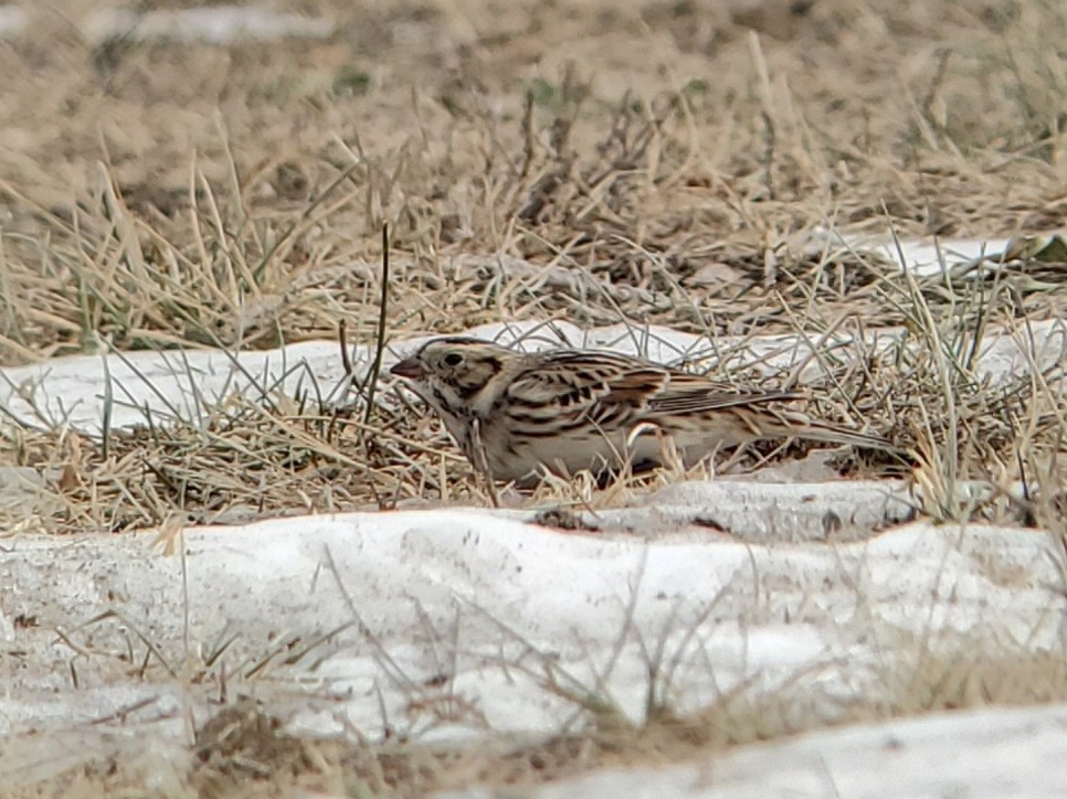 Spornammer - ML646863720