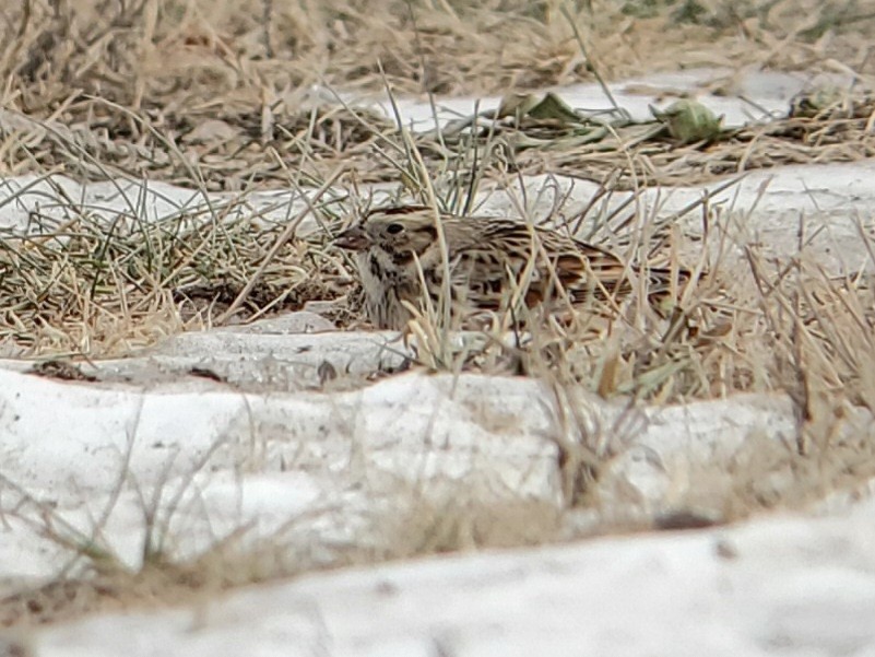 Spornammer - ML646863721