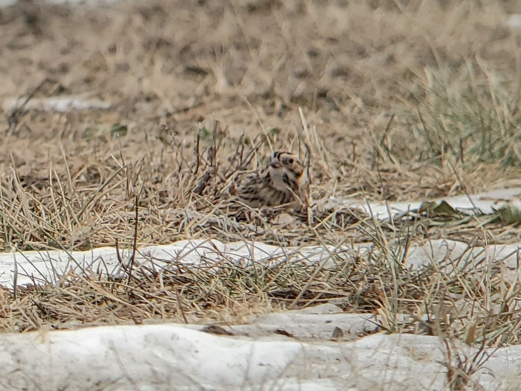 Spornammer - ML646863722