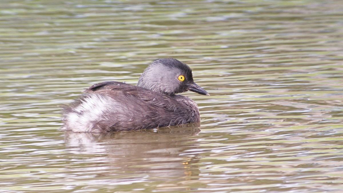 Txilinporta beltza - ML646863723