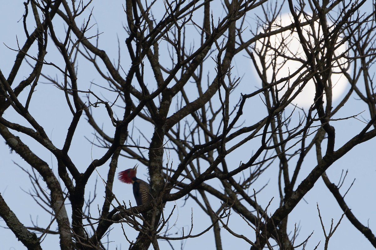 Helmeted Woodpecker - ML646863725