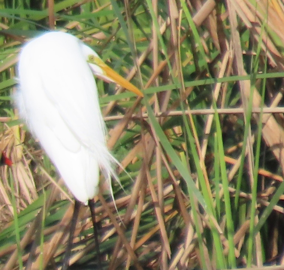Great Egret - ML646863726