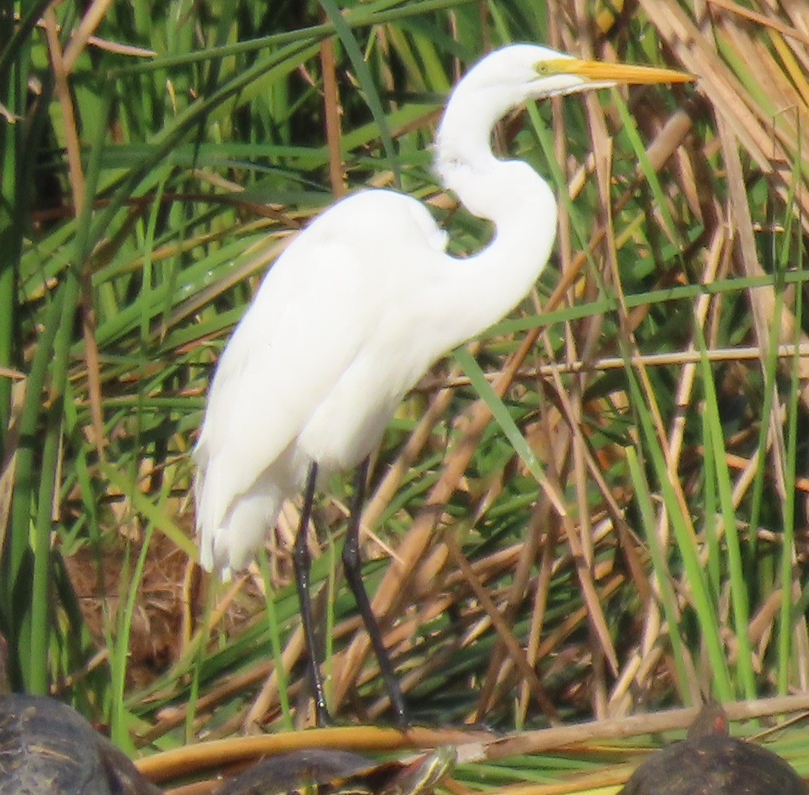 Great Egret - ML646863727