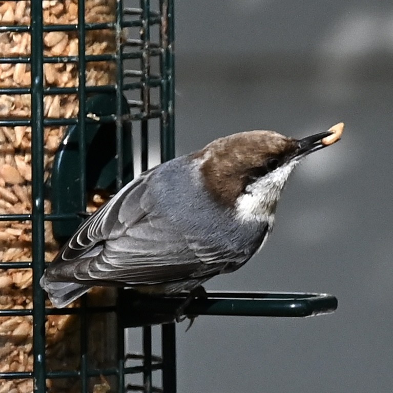 Sittelle à tête brune - ML646863728
