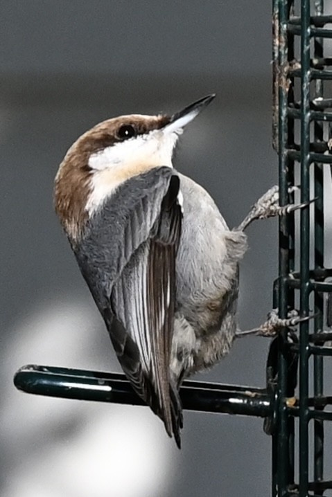 Sittelle à tête brune - ML646863729