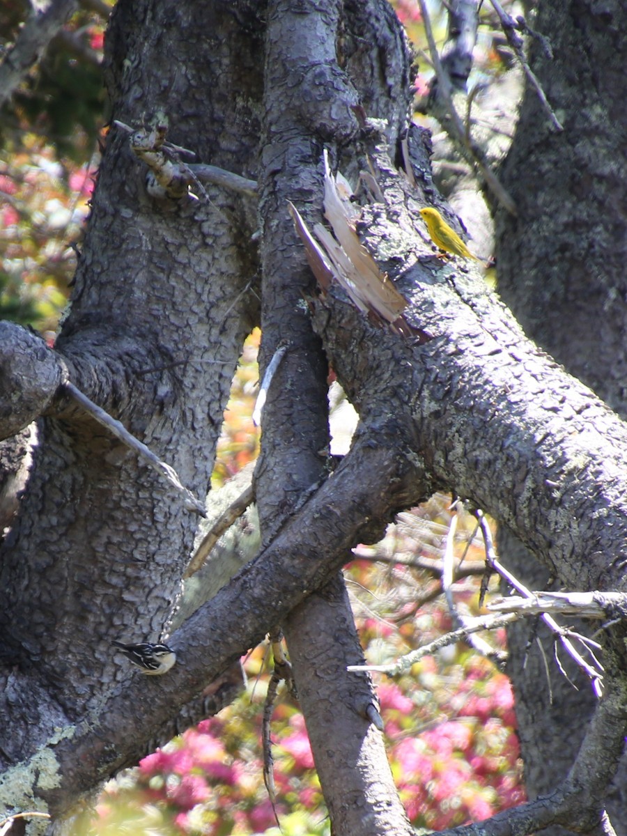 Black-and-white Warbler - ML646863730