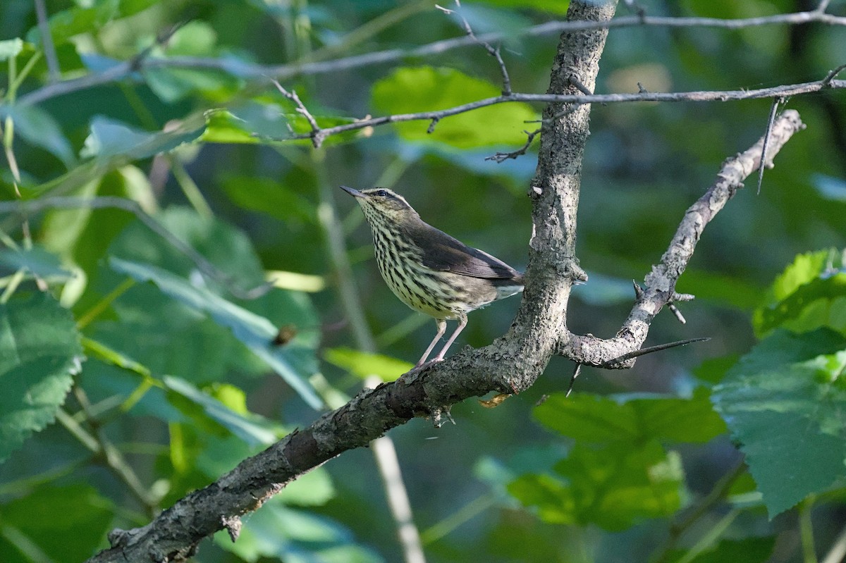 Northern Waterthrush - ML646863731