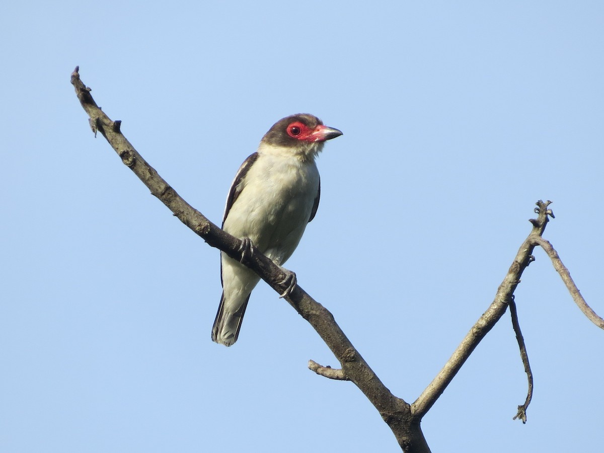 Titira Enmascarado - ML646863732