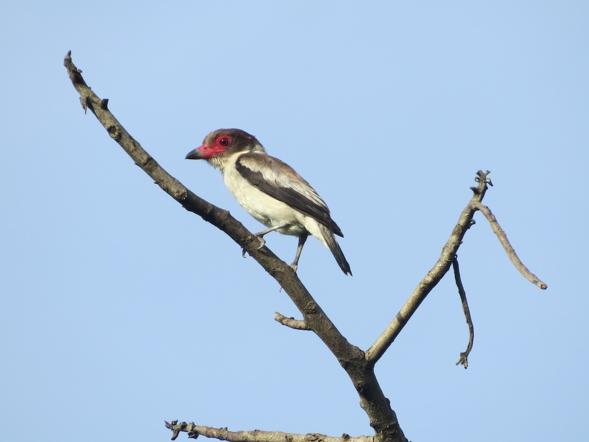 Titira Enmascarado - ML646863733