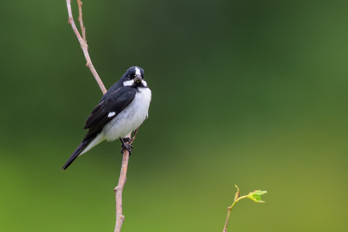 Lined Seedeater - ML646863734