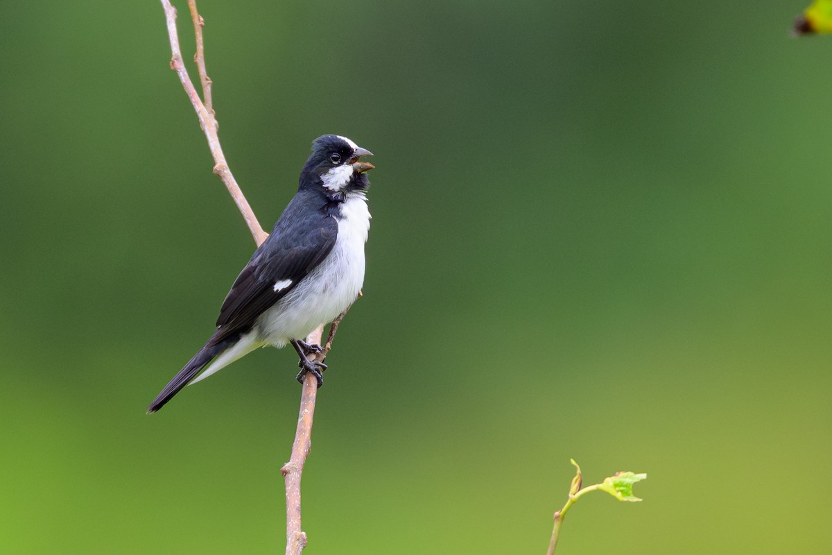 Lined Seedeater - ML646863735