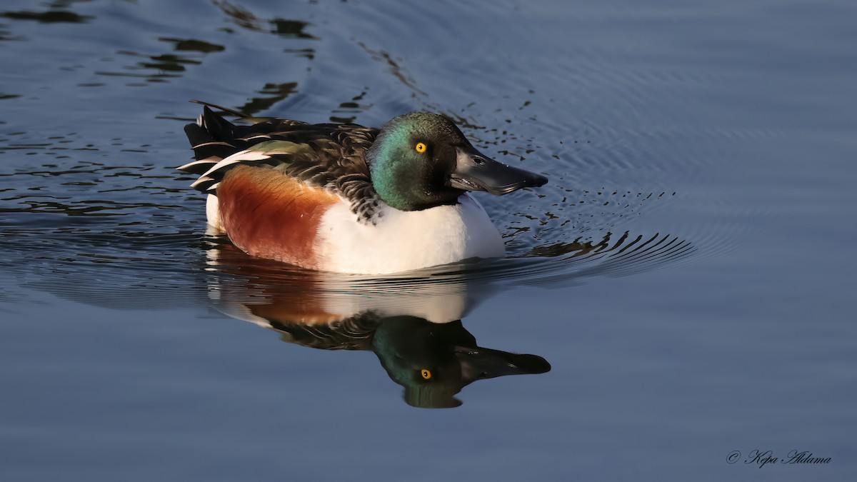 Northern Shoveler - ML646863736