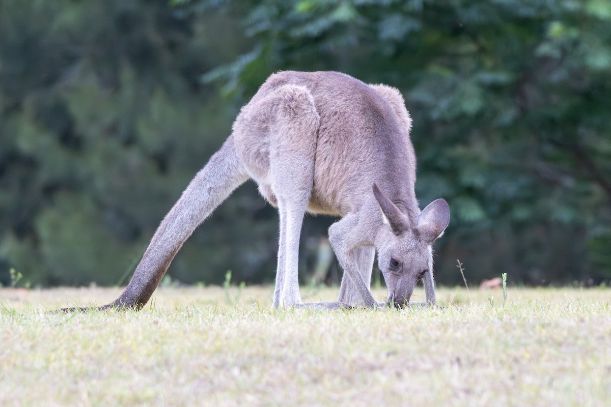 東部灰袋鼠 - ML646863743