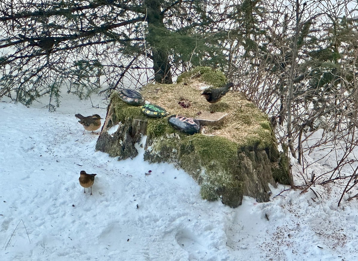 Varied Thrush - ML646863745