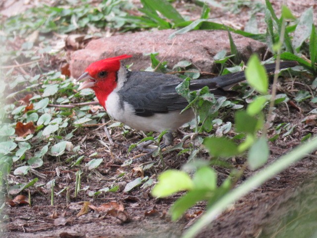 Red-crested Cardinal - ML646863746