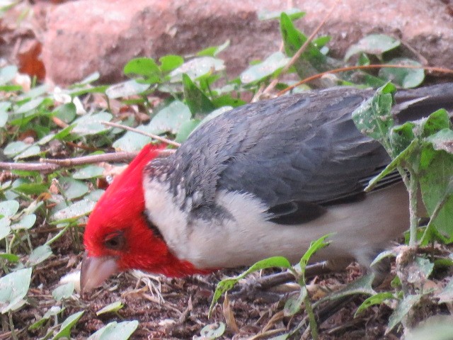 Red-crested Cardinal - ML646863747