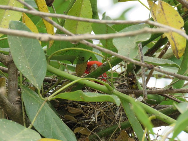 Red-crested Cardinal - ML646863748