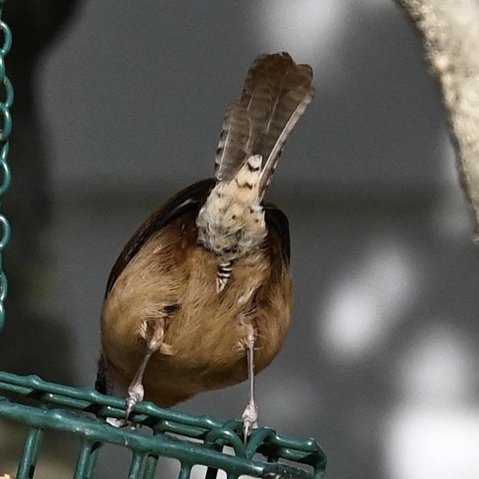 Carolinazaunkönig - ML646863749