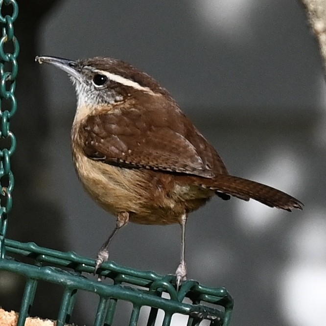 Carolinazaunkönig - ML646863750