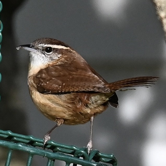 Carolinazaunkönig - ML646863751