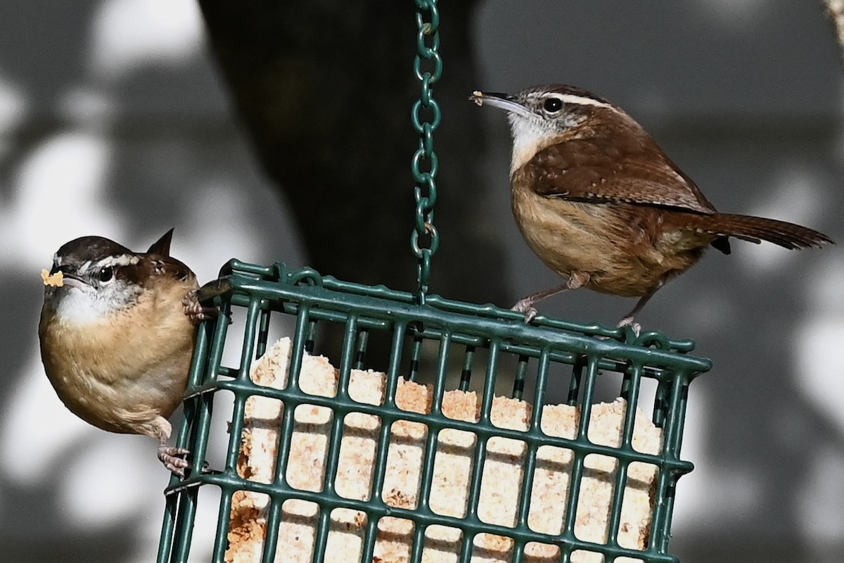 Carolinazaunkönig - ML646863752