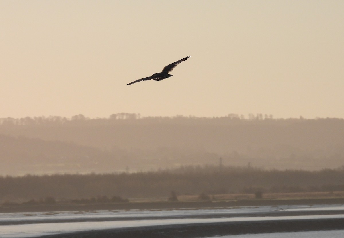 Sumpfohreule - ML646863753