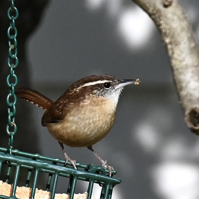 Carolinazaunkönig - ML646863754