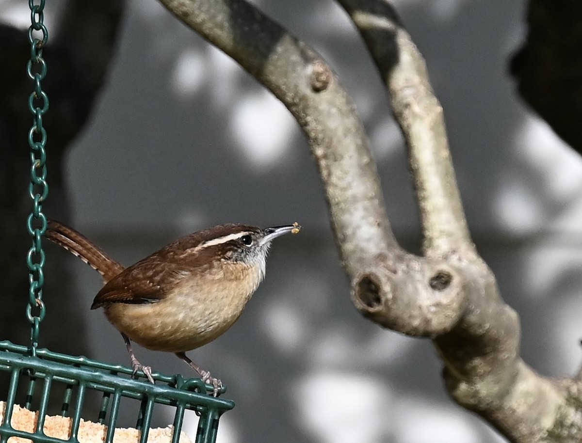 Carolinazaunkönig - ML646863755