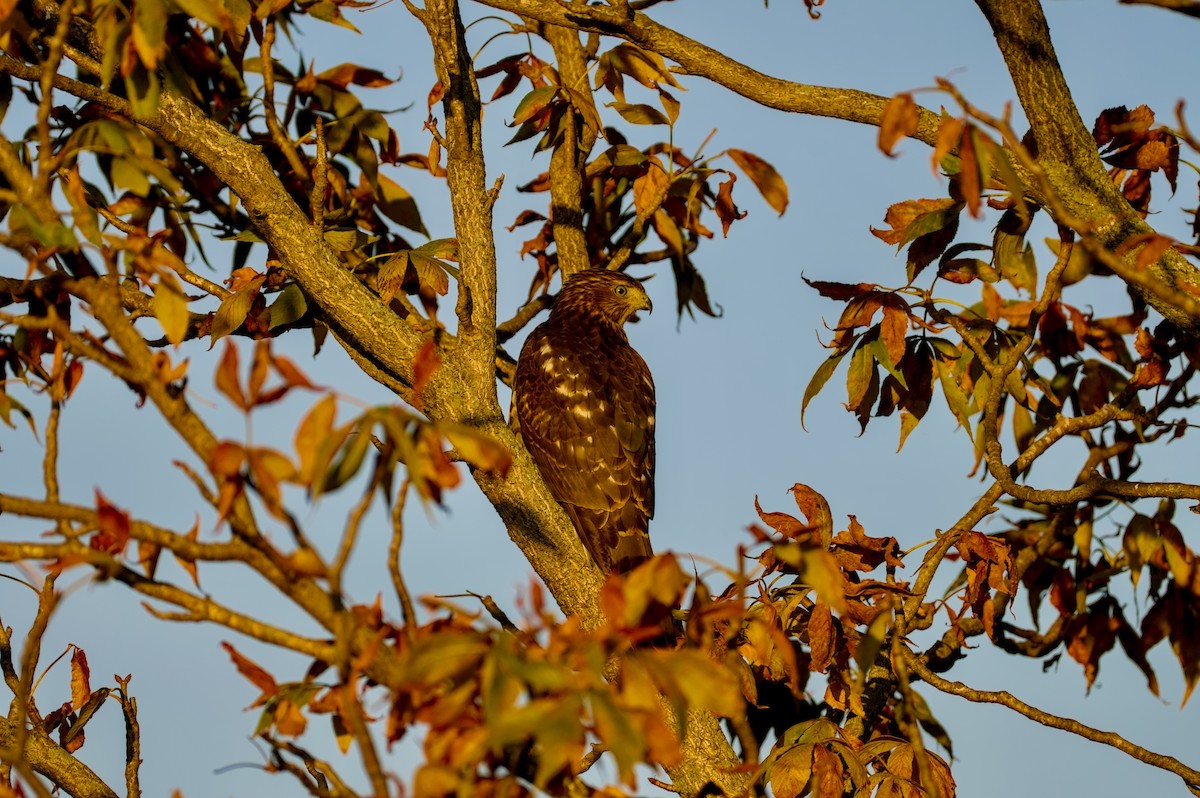 Cooper's Hawk - ML646863758