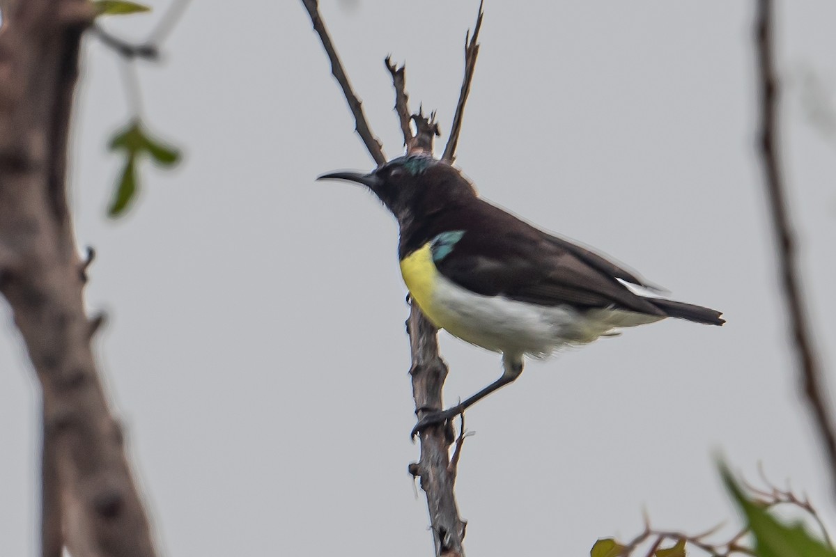 Suimanga Cingalés - ML646863761