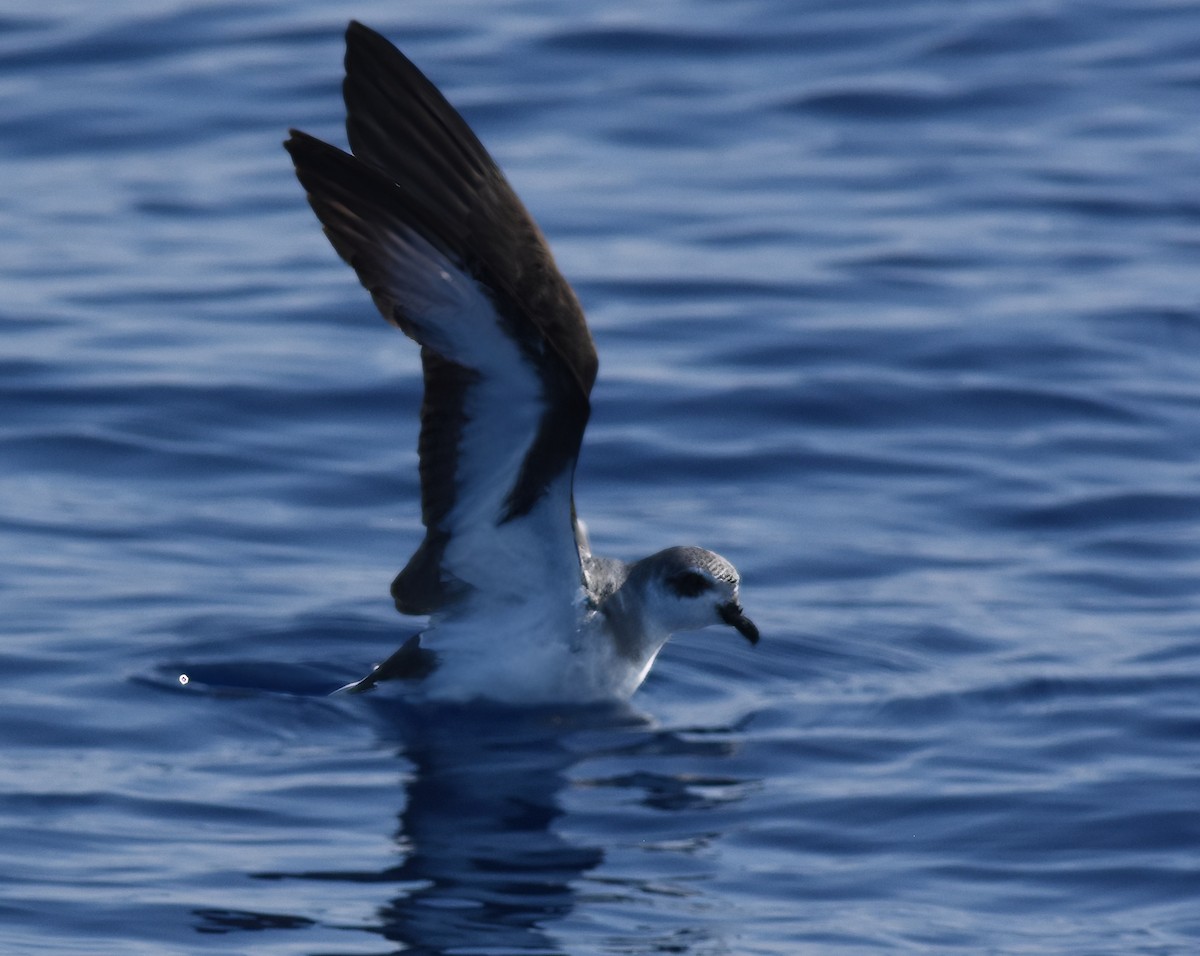 Kara Kanatlı Fırtınakuşu - ML646863762