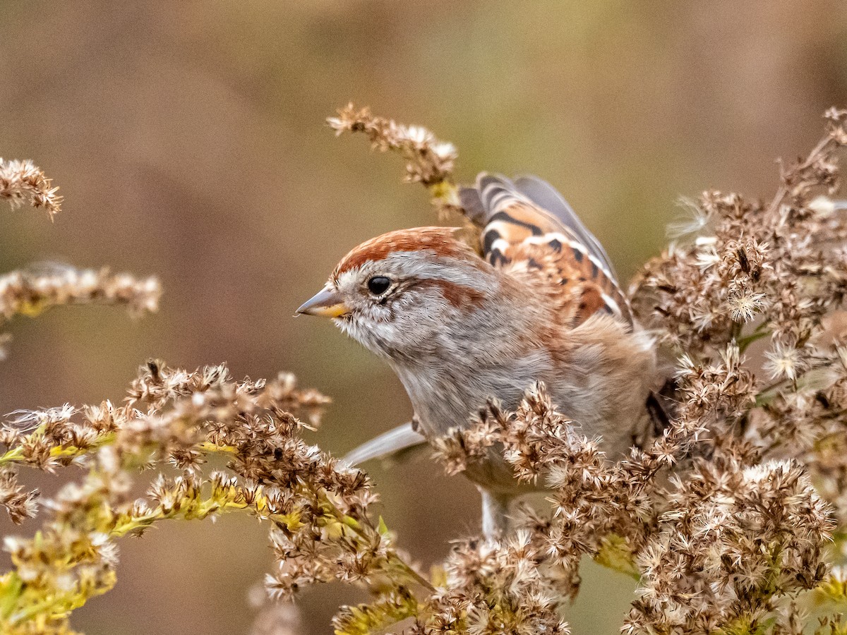 American Tree Sparrow - ML646863763