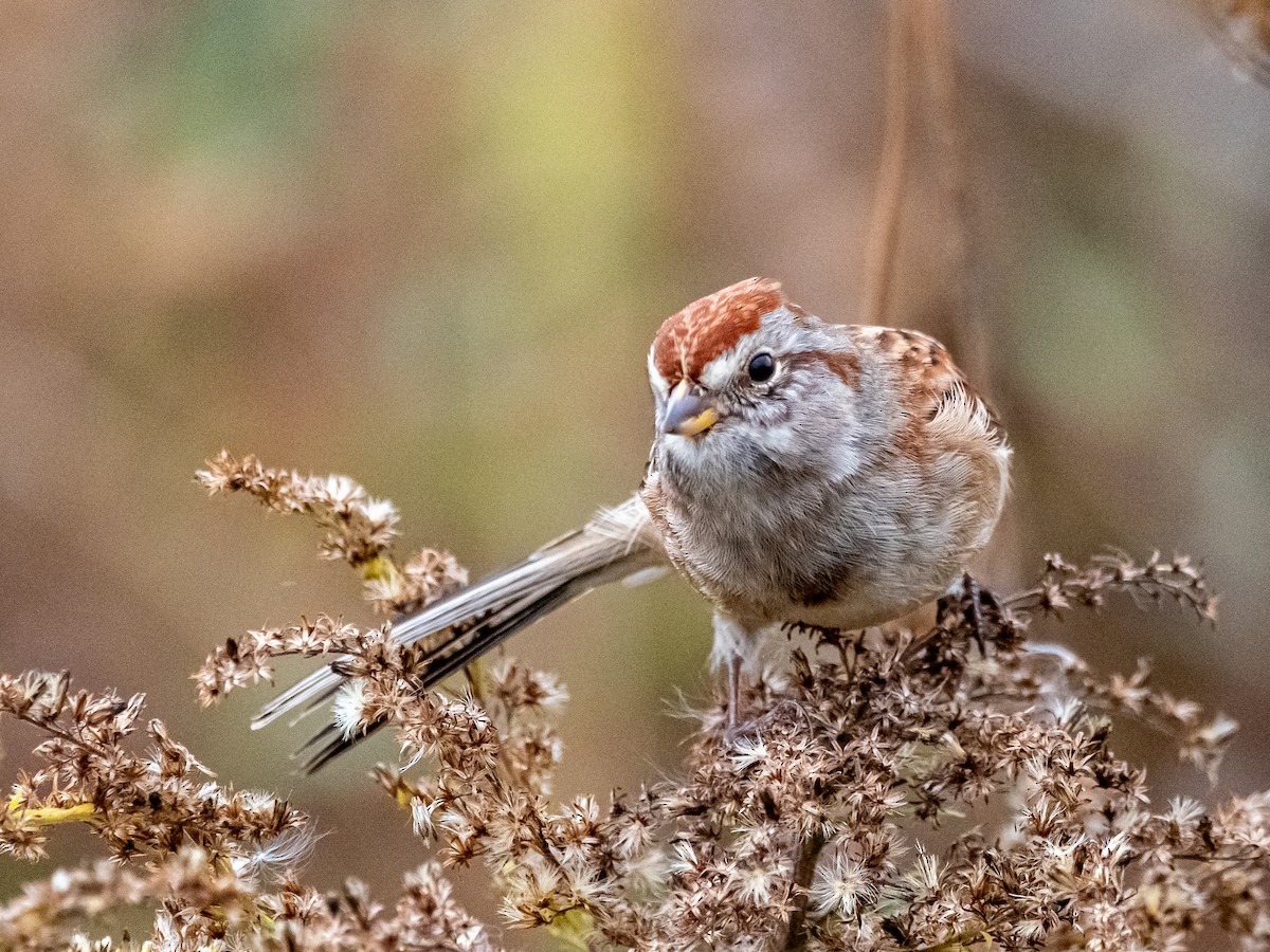 American Tree Sparrow - ML646863764