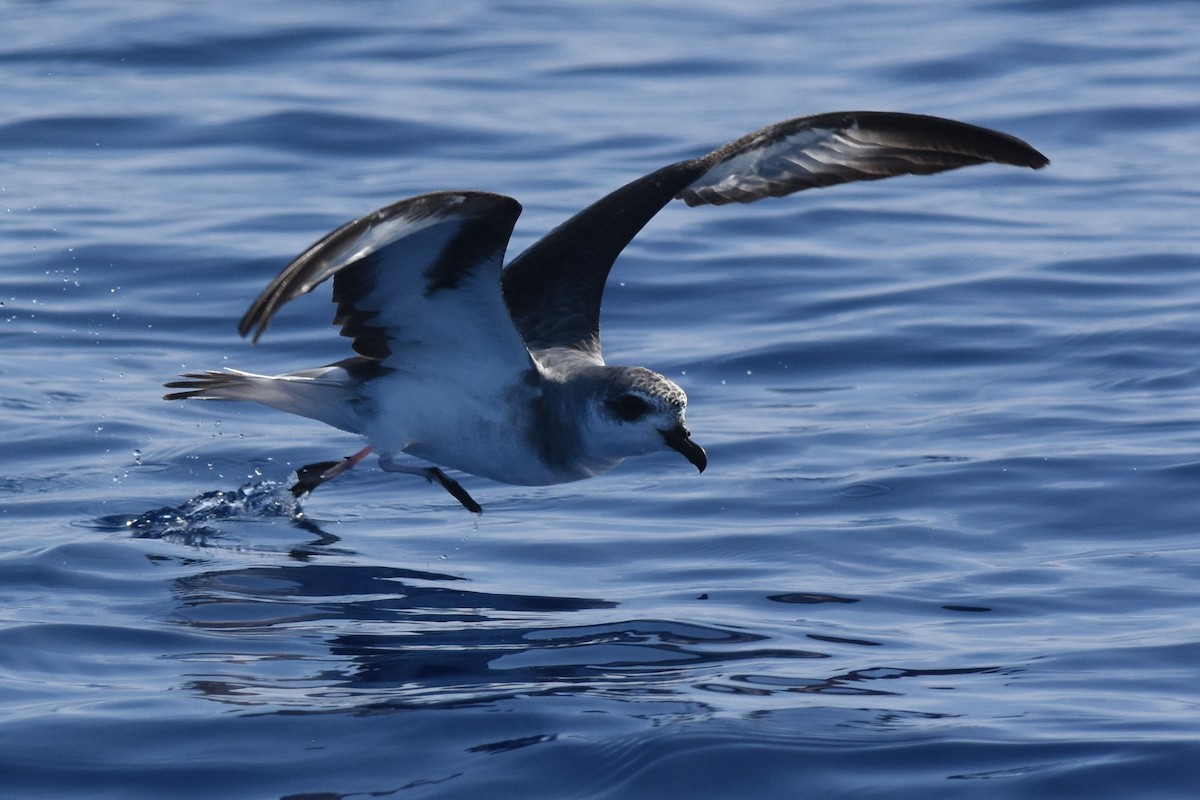 Kara Kanatlı Fırtınakuşu - ML646863765