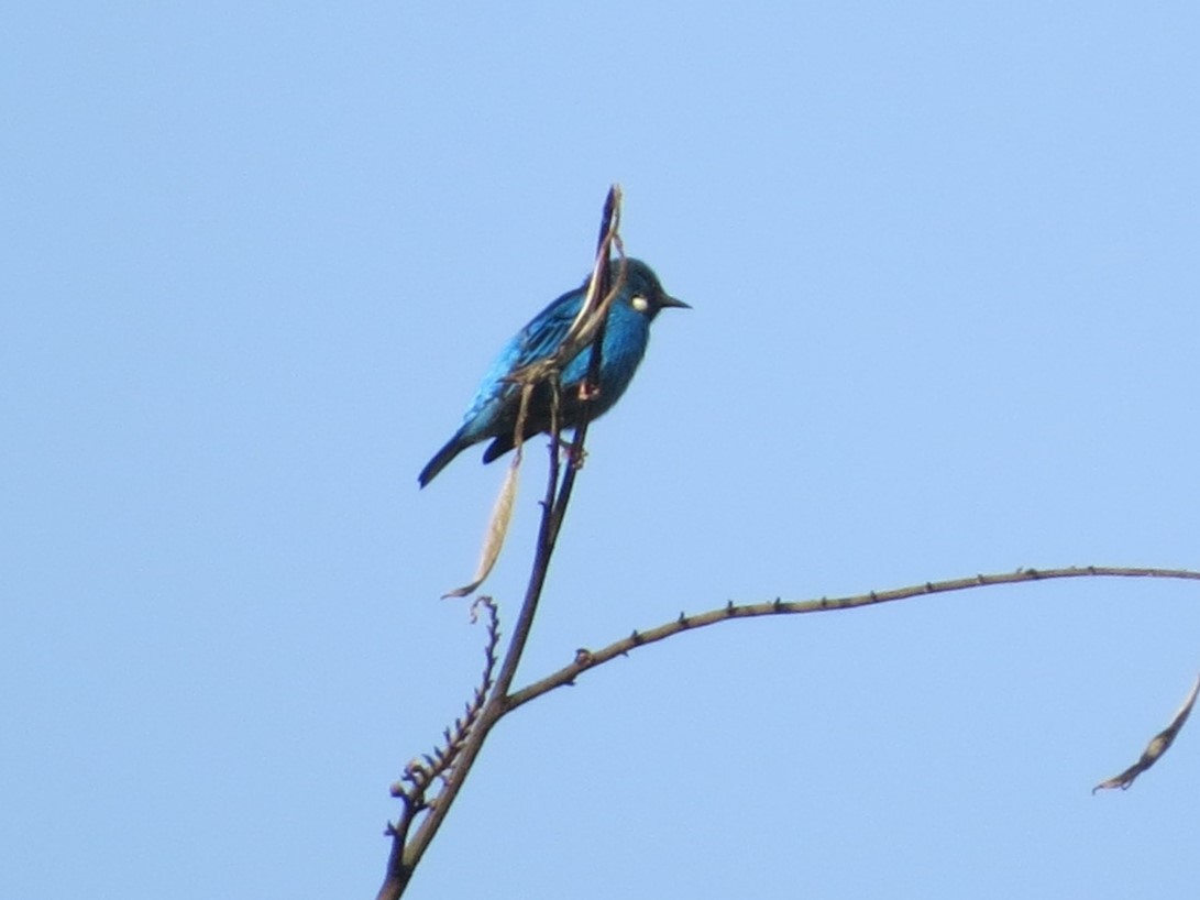 Dacnis Azul - ML646863766