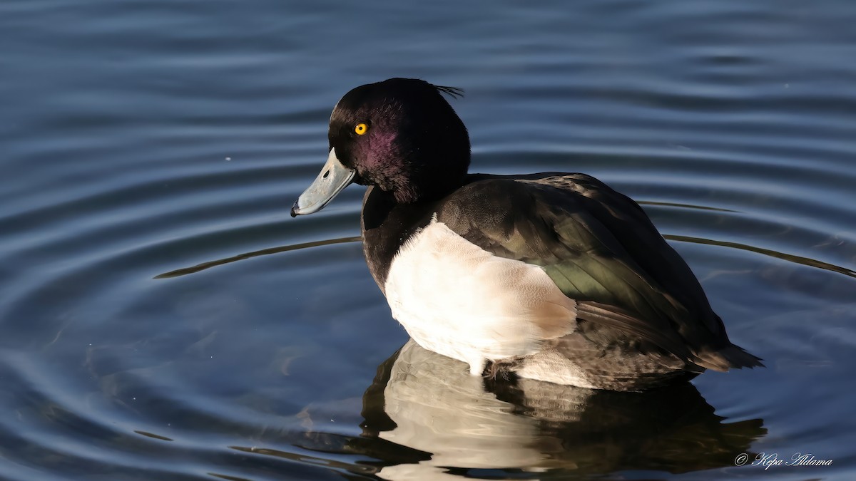 Tufted Duck - ML646863767