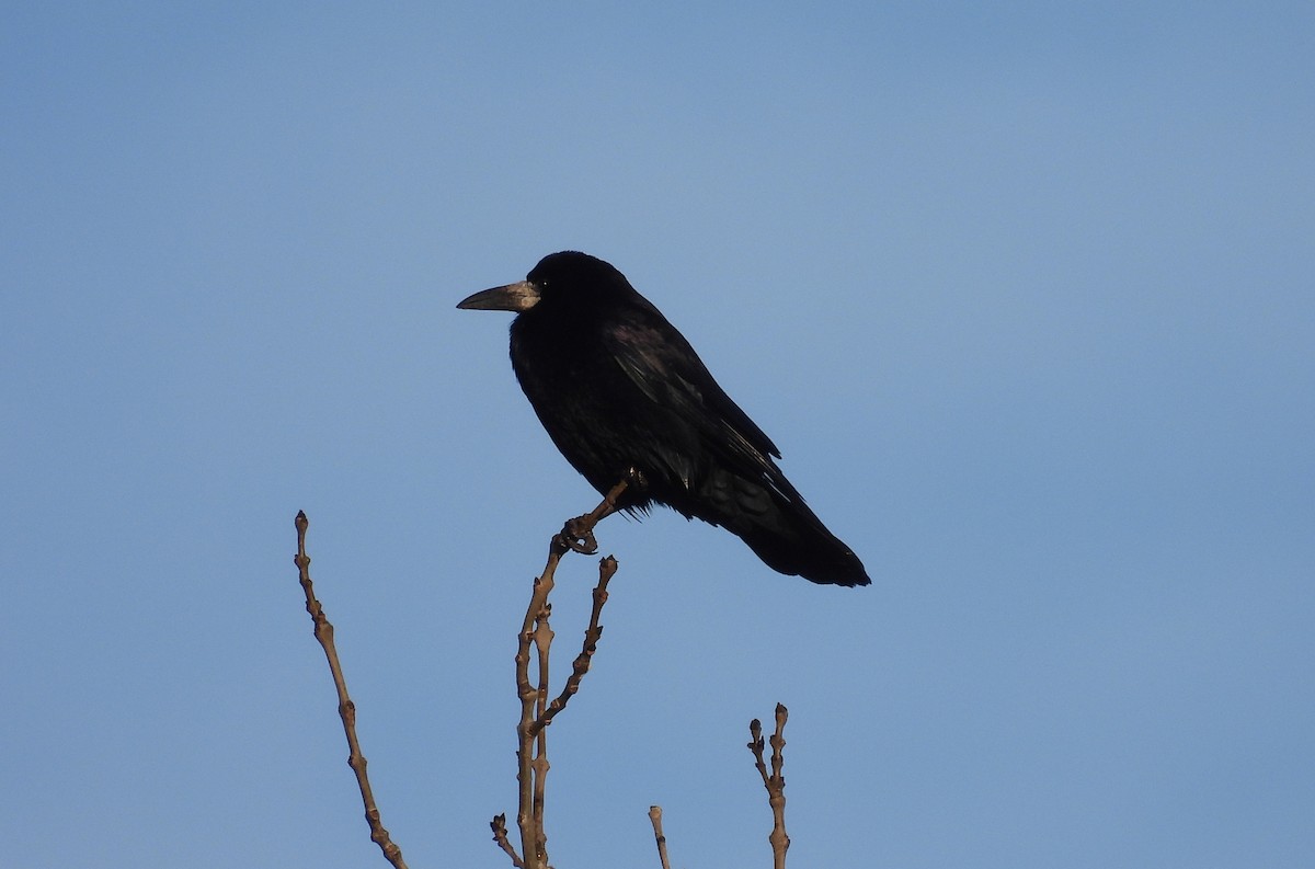 Ekin Kargası - ML646863768