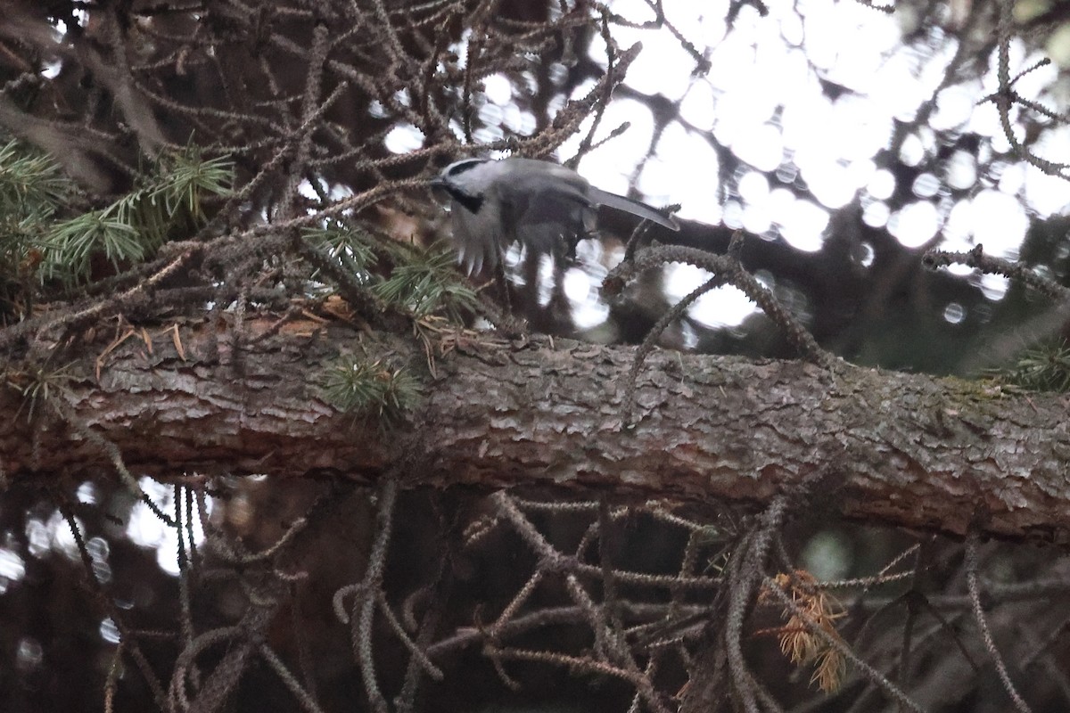 Carbonero Montañés - ML646863770